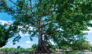 Monumento Natural La Ceiba: un símbolo de longevidad y fortaleza