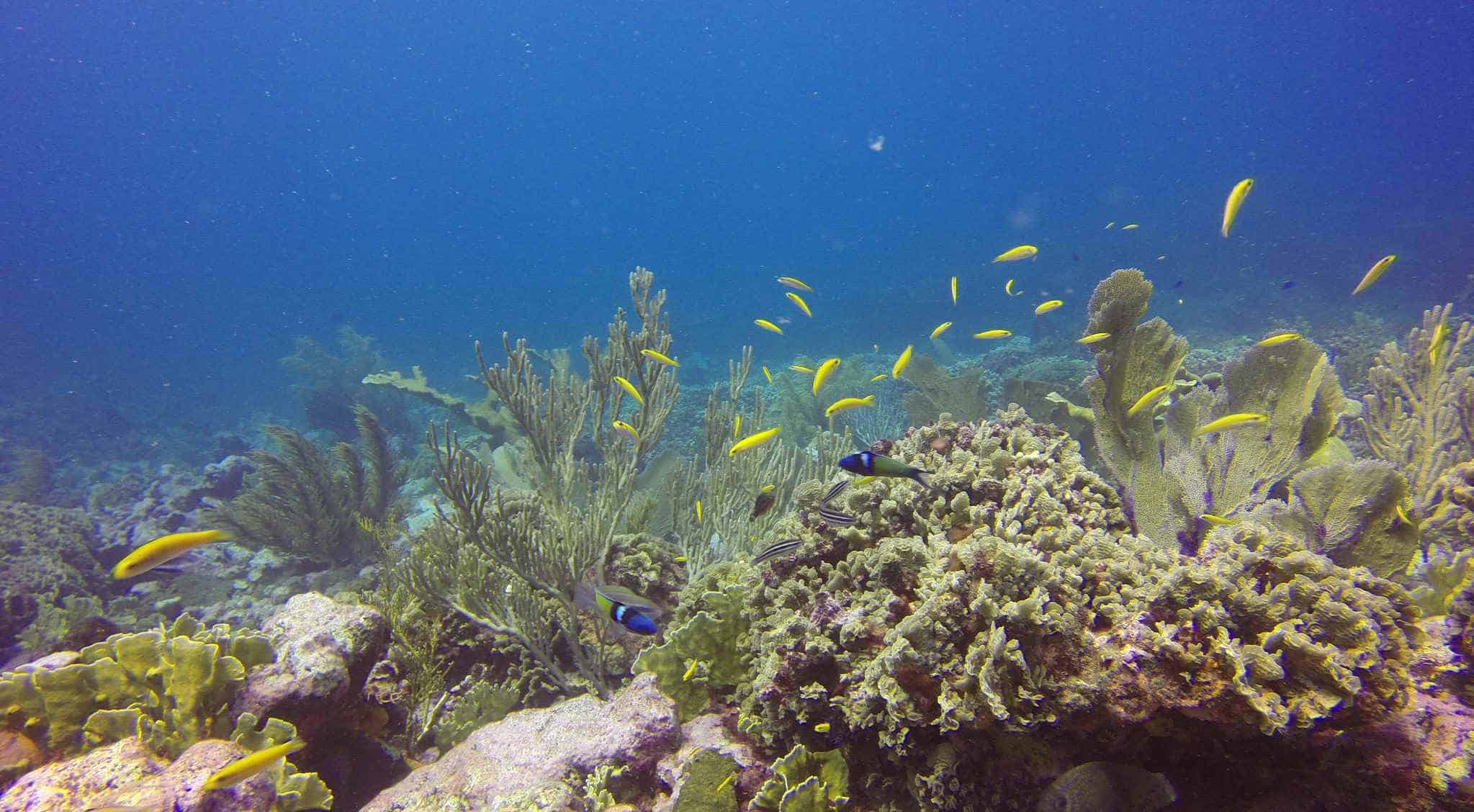 Monte Cristi alberga los arrecifes más representantivos del país. 