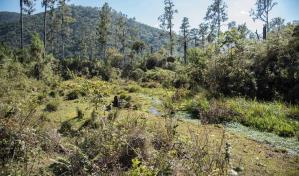 El Parque Nacional José del Carmen Ramírez, un coloso de la región sur