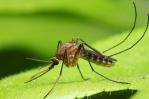 Se elevan a 13 las muertes por dengue en República Dominicana Se elevan a 13 las muertes por dengue en República Dominicana