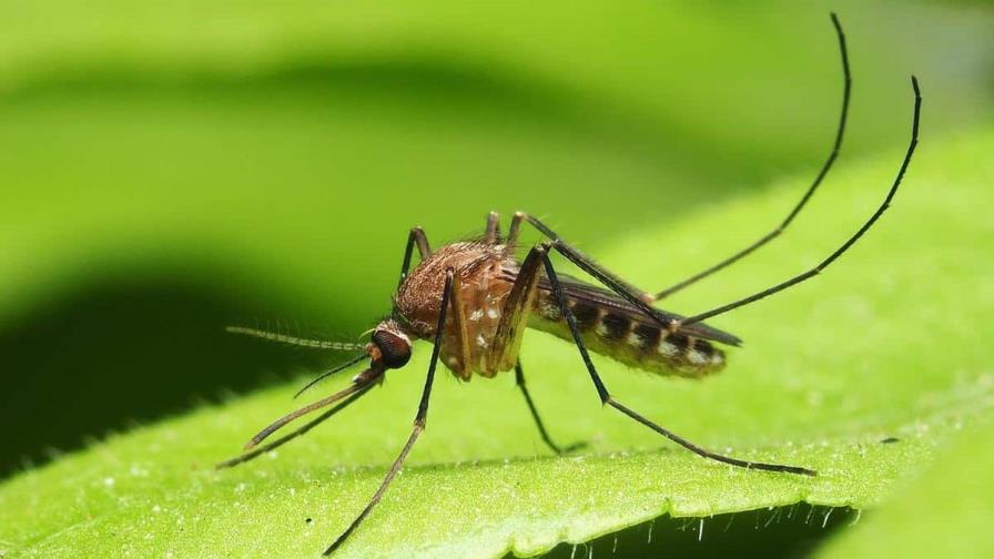 Se elevan a 13 las muertes por dengue en República Dominicana