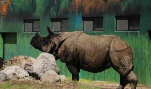 Dos rinocerontes indios encuentran hogar en el zoológico de Guadalajara