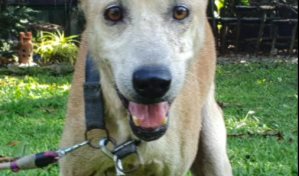 La historia de Morgan, el perro que espera a su dueño fallecido