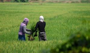 La FAO y la OIEA aplicarán técnicas nucleares para mejorar la productividad agrícola