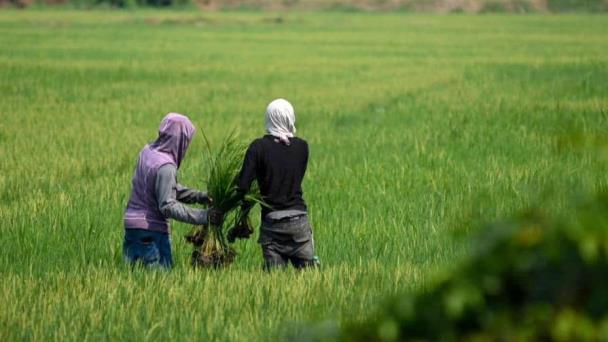 Los precios de alimentos subieron un 0.9 % en mayo, un aumento por tercer mes consecutivo