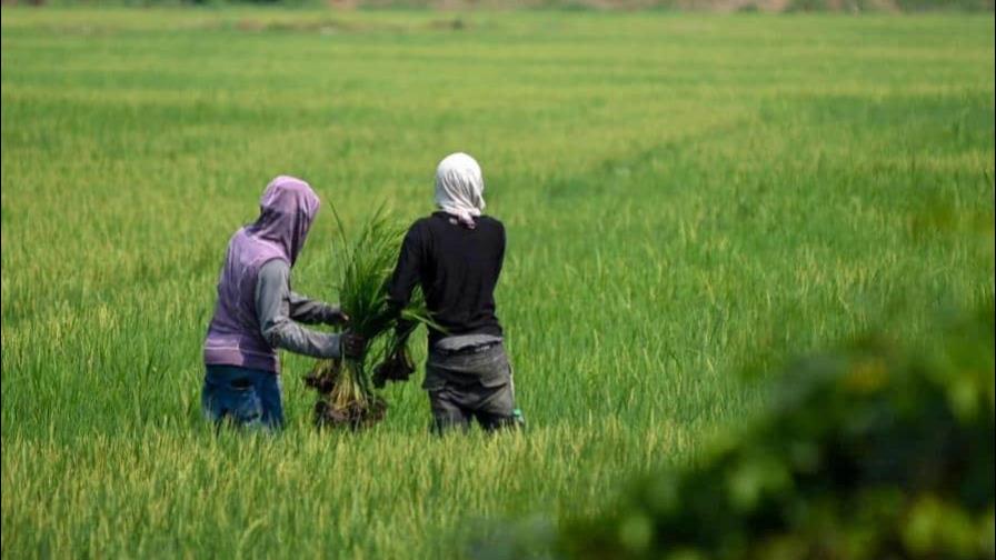 Fuerza del Pueblo desmiente a Abinader: “autosuficiencia alimentaria bajó a menos del 80 %”