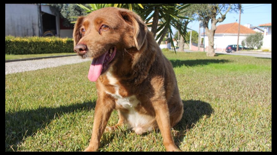 El perro Bobi, el más longevo del mundo, muere en Portugal a los 31 años de edad
