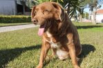 Retiran récord del perro más viejo del mundo al luso Bobi por falta de pruebas de su edad Retiran récord del perro más viejo del mundo al luso Bobi por falta de pruebas de su edad