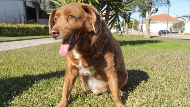 Retiran récord del perro más viejo del mundo al luso Bobi por falta de pruebas de su edad