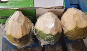 Las exportaciones de cocos de agua a Estados Unidos seguirán en el 2024
