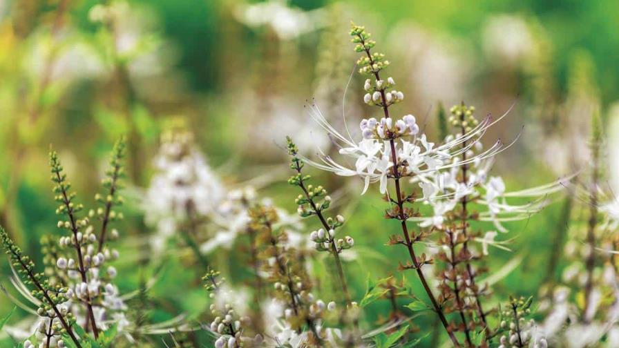 Plantas medicinales: todo lo que tienes que saber