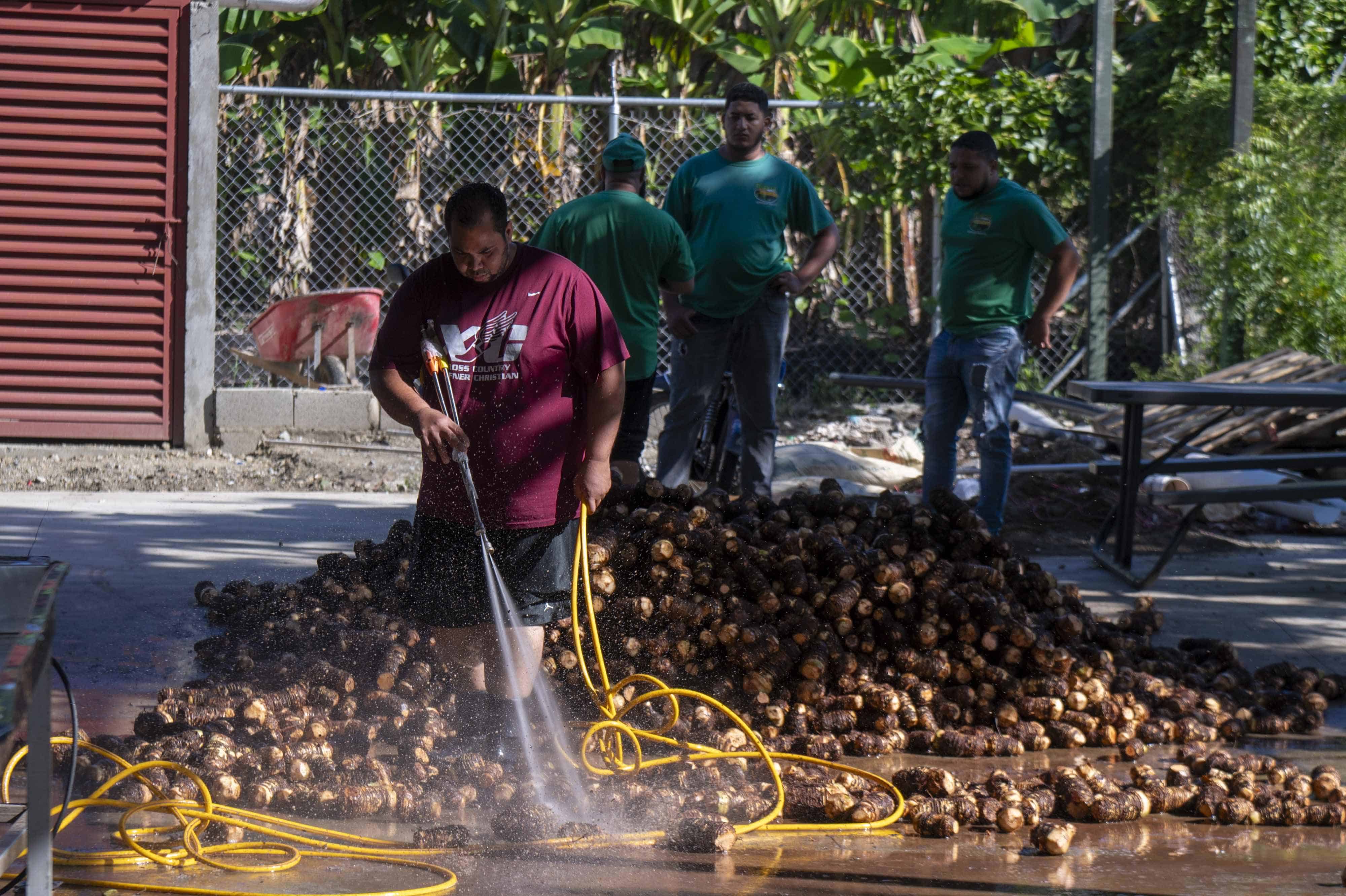 Proceso de lavado de yautías en las instalaciones de Dipesa. 