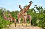 Las Jirafas en peligro de extinción Las Jirafas en peligro de extinción