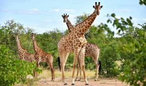 Las Jirafas en peligro de extinción