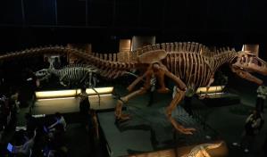 El Cosmocaixa exhibe una r&eacute;plica del gigantesco dinosaurio de la Patagonia