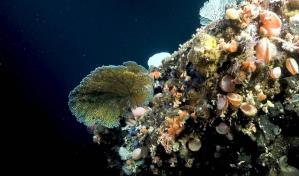 Descubren dos nuevos arrecifes de coral y montes submarinos en Galápagos