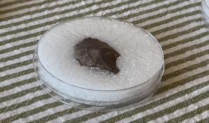 Hallan restos de nómadas de hace 13.000 años en obra de metro de Santiago