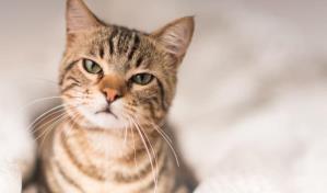 Estudio revela que los gatos hacen alrededor de 300 expresiones faciales