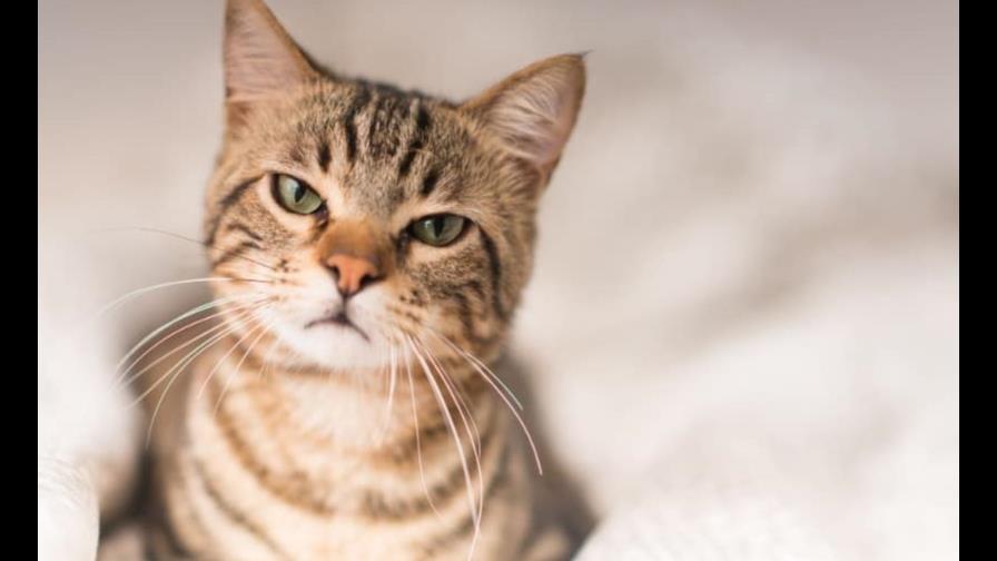 Estudio revela que los gatos hacen alrededor de 300 expresiones faciales