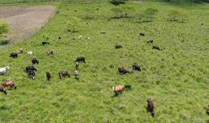 Aproleche destaca la ganader&iacute;a registra importante paso de avance con la nueva ley de abigeato