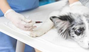 Ministerio Público coordina acciones para frenar el ejercicio ilegal de la medicina veterinaria