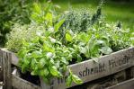 Pasos para cultivar un jardín de hierbas en casa