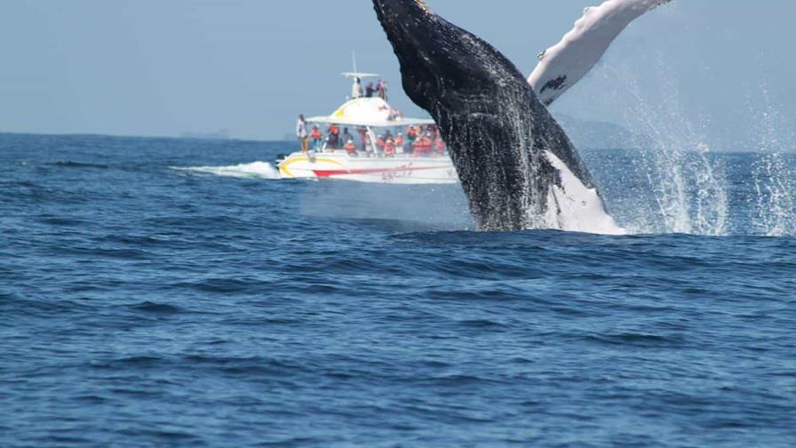 Banco de la Plata, en RD, entre los mejores lugares para el avistamiento de ballenas
