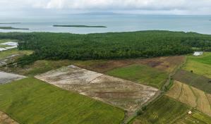 La muerte lenta del manglar en La Gina