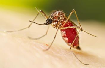 La OPS advierte sobre la peor temporada de dengue que puede afrentar América en 2024