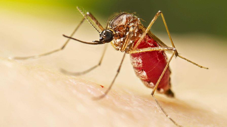 Detectan el primer caso de Zika importado y tercero de dengue autóctono en Uruguay