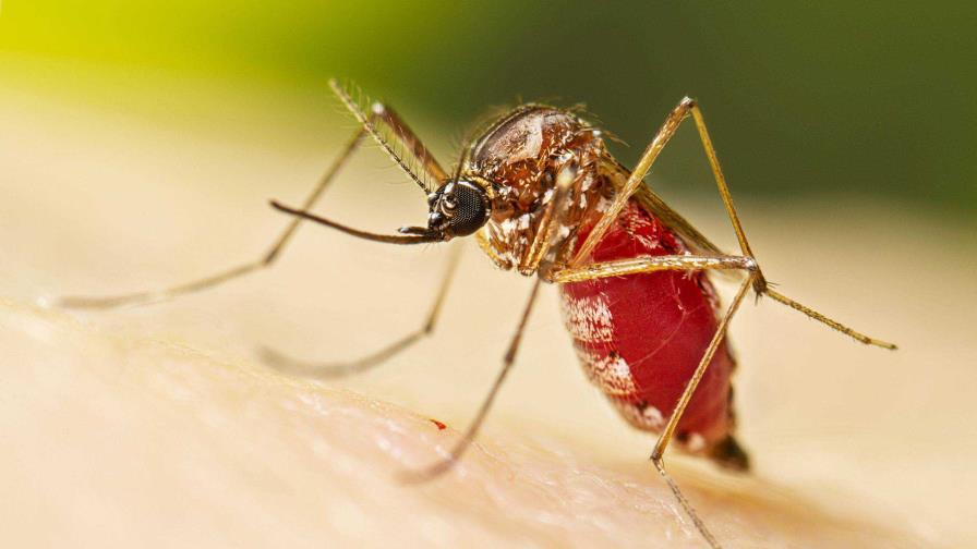 Arbovirosis o enfermedades transmitidas por artrópodos: mosquitos y garrapatas