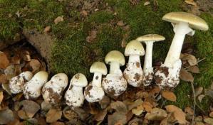 Arrestan a una mujer en Australia por la muerte de tres personas con setas venenosas