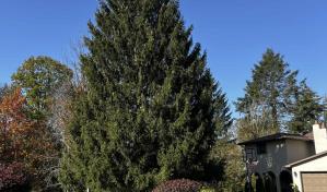 Un abeto rojo de 24 metros será el árbol de Navidad del Rockefeller Center