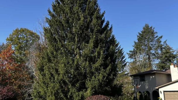 Un abeto rojo de 24 metros será el árbol de Navidad del Rockefeller Center