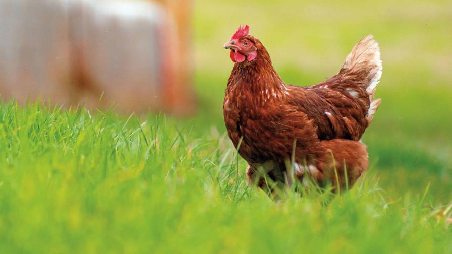 ¡Gallinas!