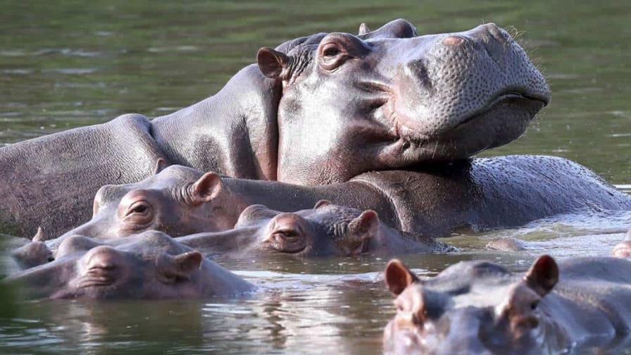 Colombia busca control de hipopótamos con esterilización, traslado y eutanasia