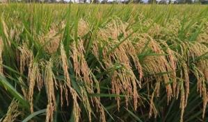 Escogen a Prodal como Agroempresa del A&ntilde;o 2023