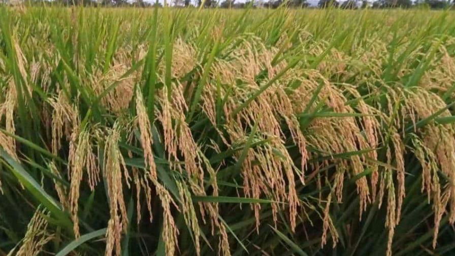 Escogen a Prodal como Agroempresa del Año 2023