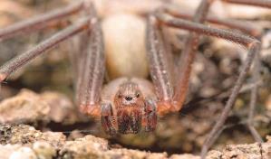 Un niño de 9 años fue salvado en Perú tras ser mordido por una araña venenosa