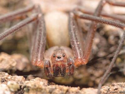 Salvan niño tras ser mordido por araña venenosa