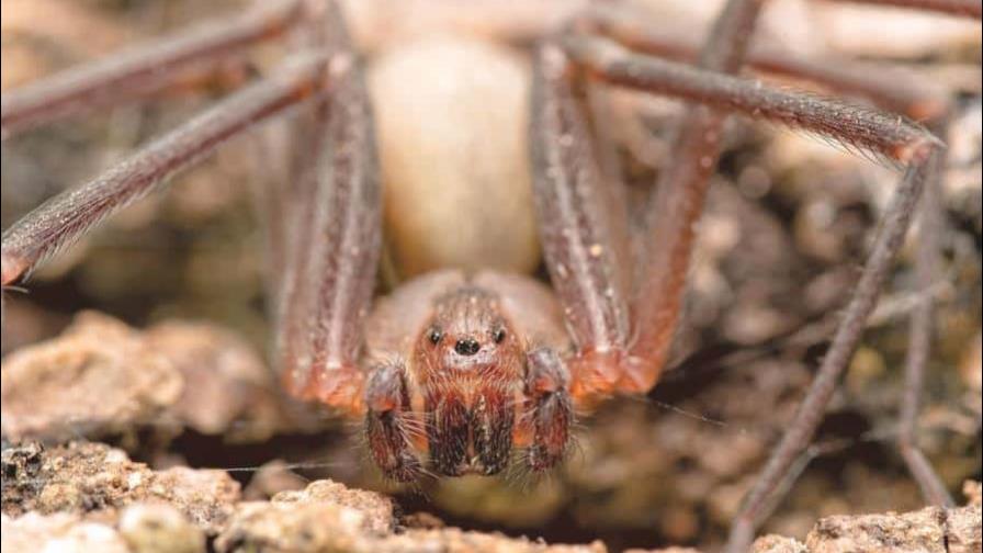Un niño de 9 años fue salvado en Perú tras ser mordido por una araña venenosa