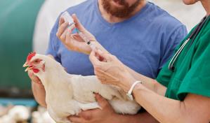 Sacrificarán a casi 1 millón de pollos en granja de Minnesota por gripe aviar