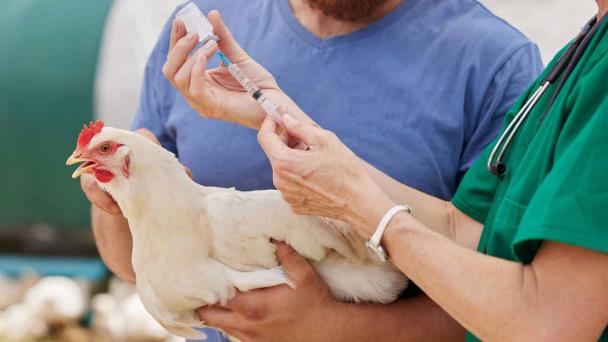 La FAO prevé una nueva crisis de gripe aviar en 2024