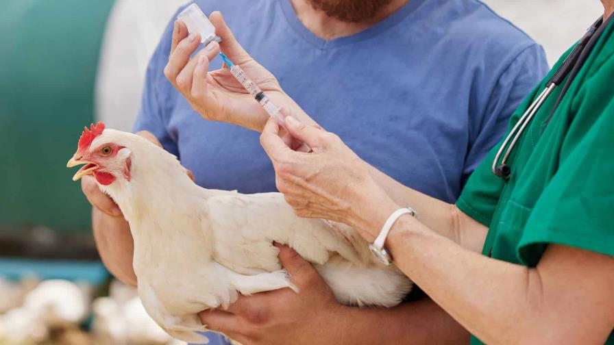 La FAO prevé una nueva crisis de gripe aviar en 2024