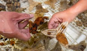 Siembra de coral: sinergias en tecnología y aplicación para restaurar los arrecifes de coral en el Caribe Siembra de coral: sinergias en tecnología y aplicación para restaurar los arrecifes de coral en el Caribe