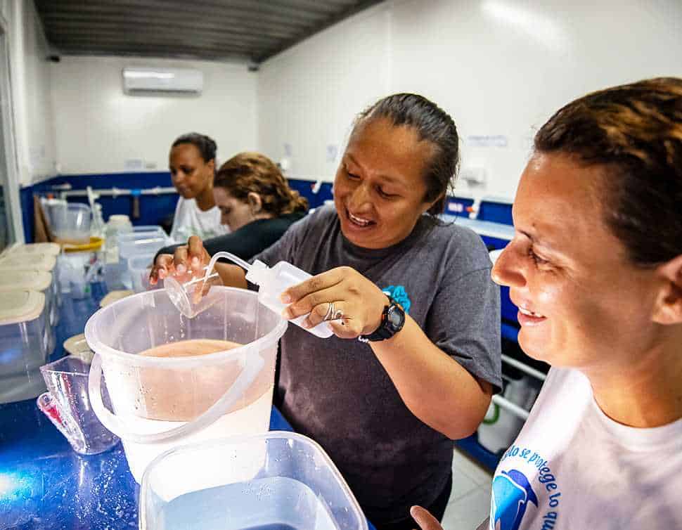 Personal de FUNDEMAR y SECORE fertilizan gametos recolectados recientemente del coral cerebro (Diploria labyrinthiformis) en el laboratorio de FUNDEMAR en Bayahibe, República Dominicana.