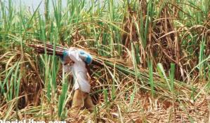 Proyecto de ley propone importar alimentos sin pago de arancel por seis meses, en emergencia