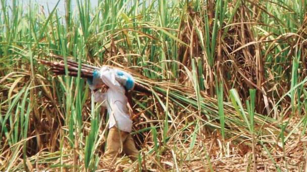 Proyecto de ley propone importar alimentos sin pago de arancel por seis meses, en emergencia