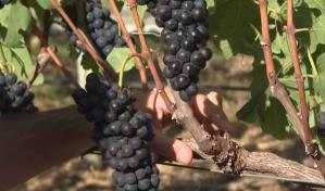 Producción mundial de vino cayó a su nivel más bajo en seis décadas debido a heladas y sequías