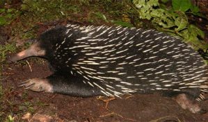 Un estrambótico mamífero redescubierto 60 años después en Indonesia